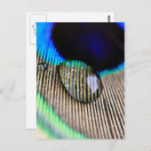 水滴で孔雀の羽 ポストカード (正面/裏面)