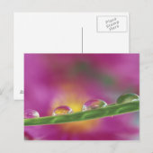 水滴で形成されたアスターの画像 ポストカード (正面/裏面)