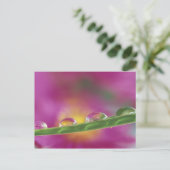 水滴で形成されたアスターの画像 ポストカード (スタンド正面)