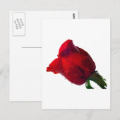 水滴で赤いバラ ポストカード (正面/裏面)