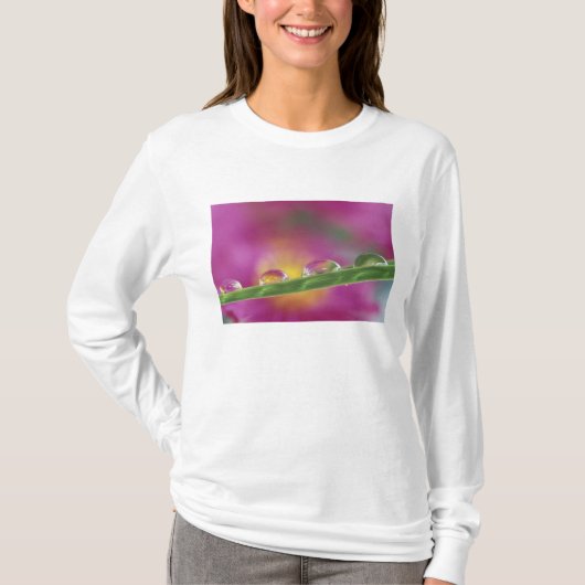 水滴の中で形成されたアスターの画像 Tシャツ (正面)