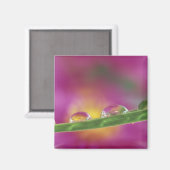 水滴の中で形成されたシオンの画像 マグネット (正面/裏面)