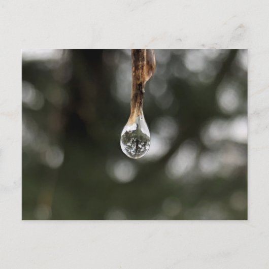 水滴はがき内のツリー ポストカード (正面)