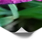 水滴を持つグレープデイリリー ポスター (コーナー)