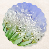 水滴を持つタンポポの種子 ペーパーコースター (正面)