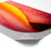 水滴を持つチューリップ ポスター (角)