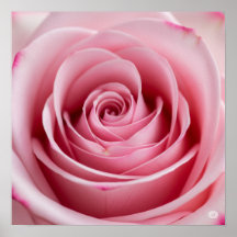 水滴を持つピンク色のバラ