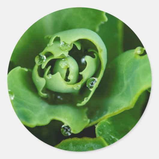 水滴を持つ多肉植物を閉じる ラウンドシール (正面)