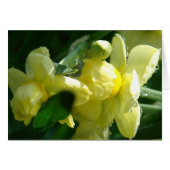 水滴を持つ水仙 (正面横)