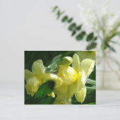 水滴を持つ水仙 ポストカード (スタンド正面)