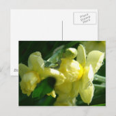 水滴を持つ水仙 ポストカード (正面/裏面)