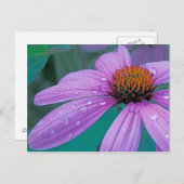水滴を持つ紫色の円錐花 ポストカード (正面/裏面)