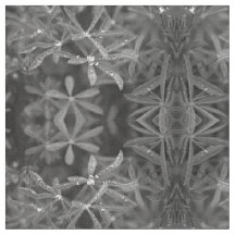 水点々のある葉