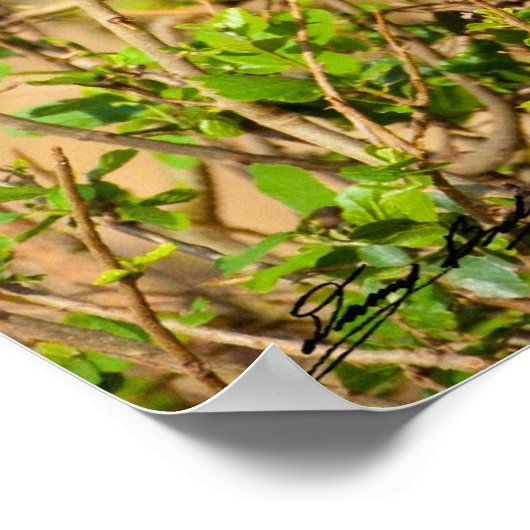 水熱狂するバッファロー ポスター (角)