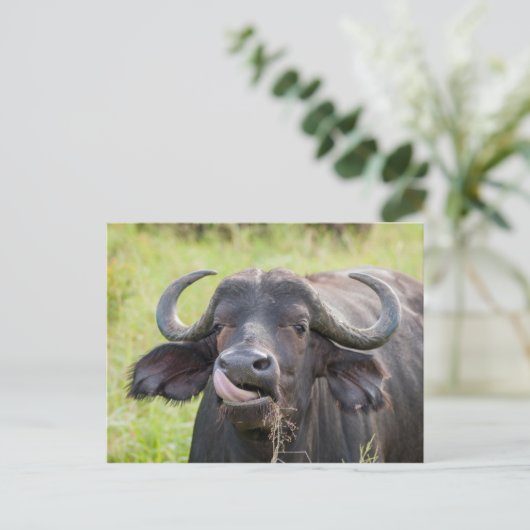 水牛が舌を出したポストカード ポストカード (スタンド正面)