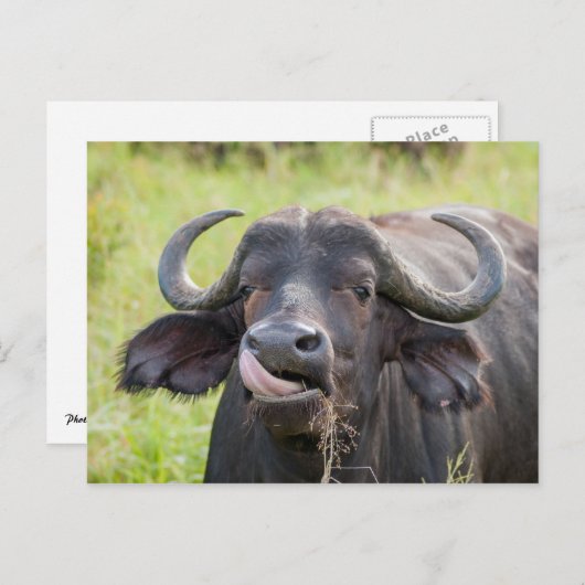 水牛が舌を出したポストカード ポストカード (正面/裏面)