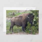 水牛が舌を突き出て ポストカード (正面/裏面)