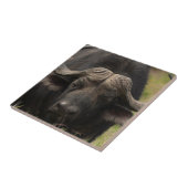 水牛のタイルを牧草を食べること タイル (側面)