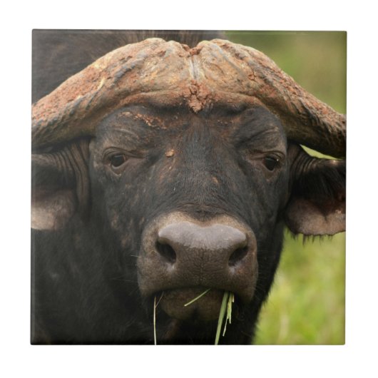 水牛のタイル タイル (正面)