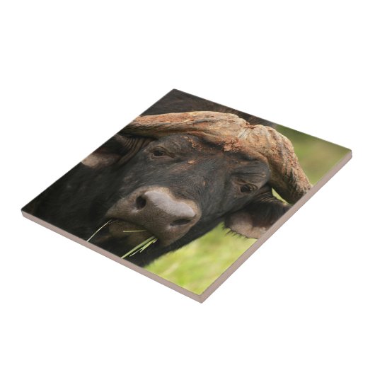 水牛のタイル タイル (側面)