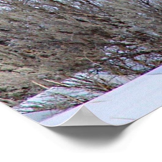 水牛の雪写真 ポスター (角)