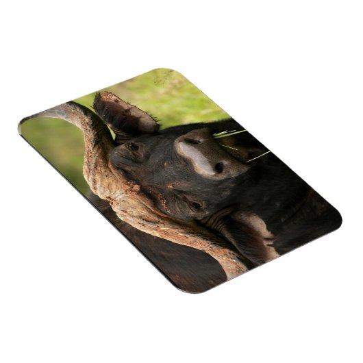 水牛可撓磁石 マグネット (右側)