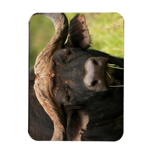 水牛可撓磁石 マグネット (縦)