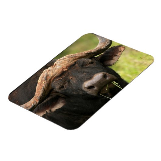 水牛可撓磁石 マグネット (左側)