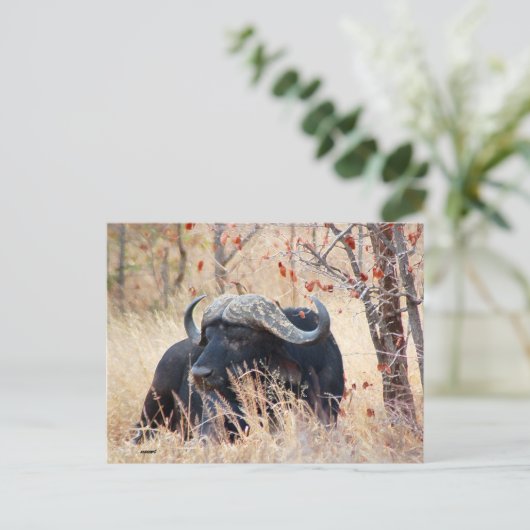 水牛 ポストカード (スタンド正面)