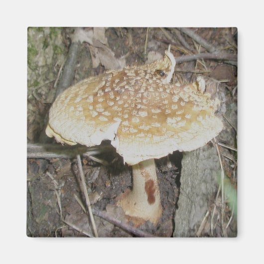 水玉模様キノコ磁石 マグネット (正面)