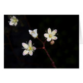 水玉模様花 (正面横)