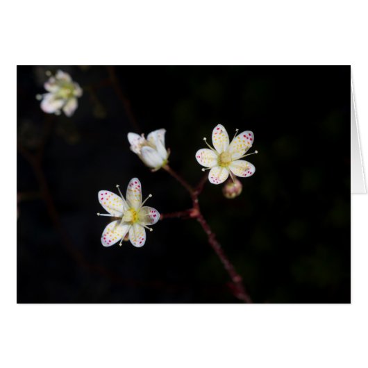 水玉模様花 (正面横)
