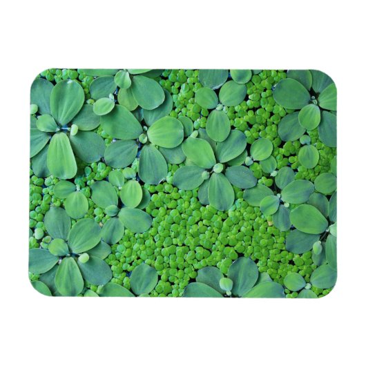 水生植物 マグネット (横)