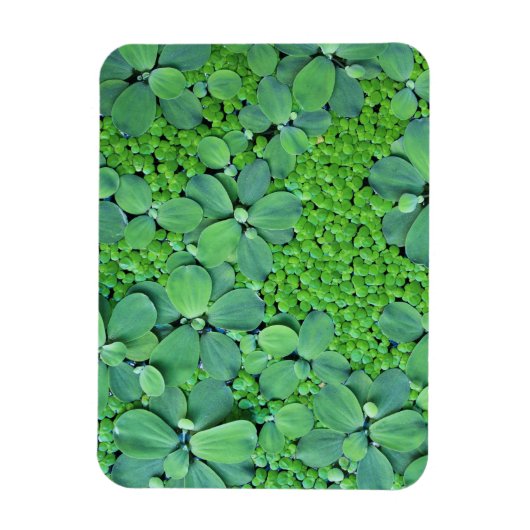 水生植物 マグネット (縦)