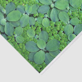 水生植物 薄葉紙 (詳細)