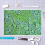 水生植物 薄葉紙 (クラフト)