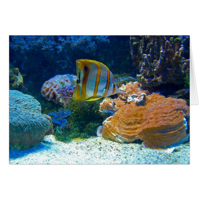 水生Lanscape (正面横)