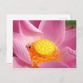 水百合はがき ポストカード (正面/裏面)