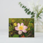 水百合はがき ポストカード (スタンド正面)