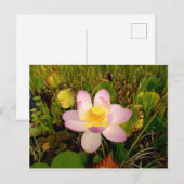 水百合はがき ポストカード (正面/裏面)