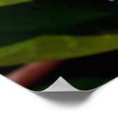 水百合ポスター ポスター (角)