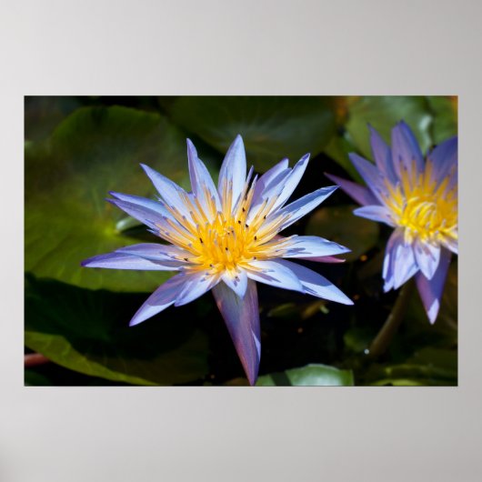 水百合ポスター ポスター (正面)