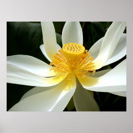 水百合ポスター ポスター (正面)