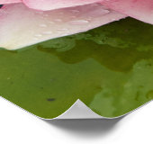 水百合ポスター ポスター (角)