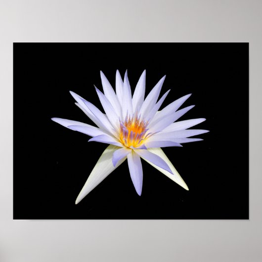 水百合ポスター ポスター (正面)