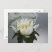 水百合花写真はがき ポストカード (正面/裏面)