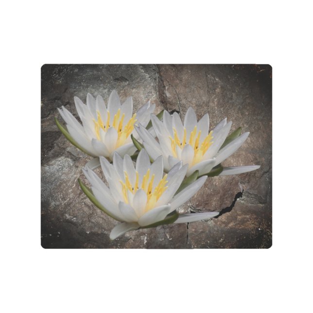 水百合蓮花オンストーン メタルプリント (正面)