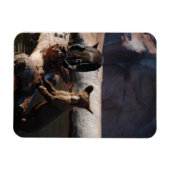 水磁石にクマの子牛 マグネット (横)