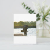 水穴に象 ポストカード (スタンド正面)