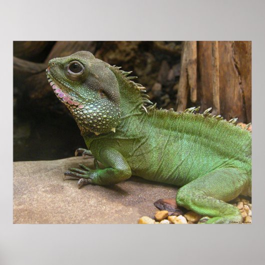 水竜 ポスター (正面)